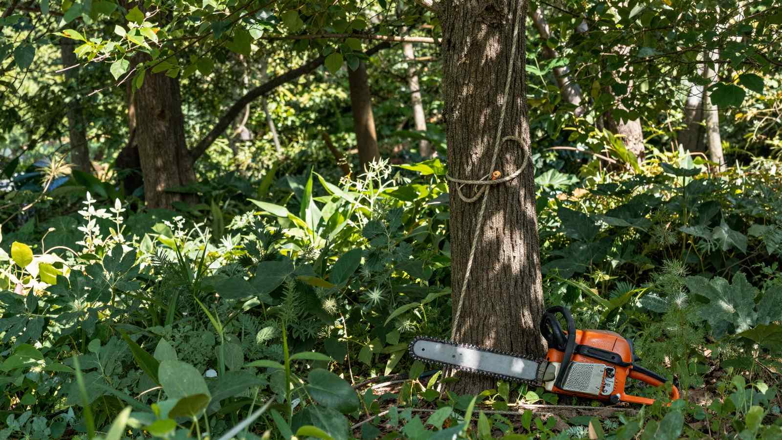 Lush green garden with tall mature trees and professional tree felling equipment
